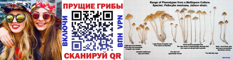 Псилоцибиновые грибы мухоморы Чухлома